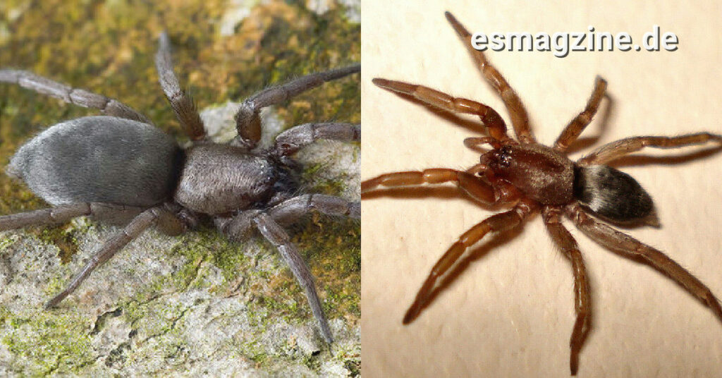 Mausspinne in Deutschland: Biss, Vorkommen und Schutz im Garten